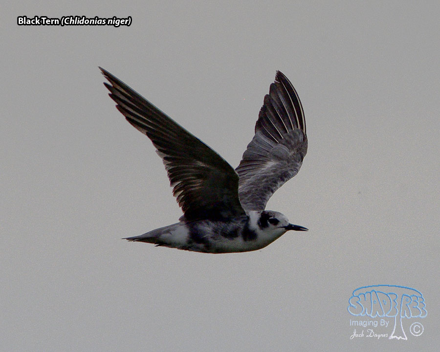 Black Tern - Chlidonias niger
