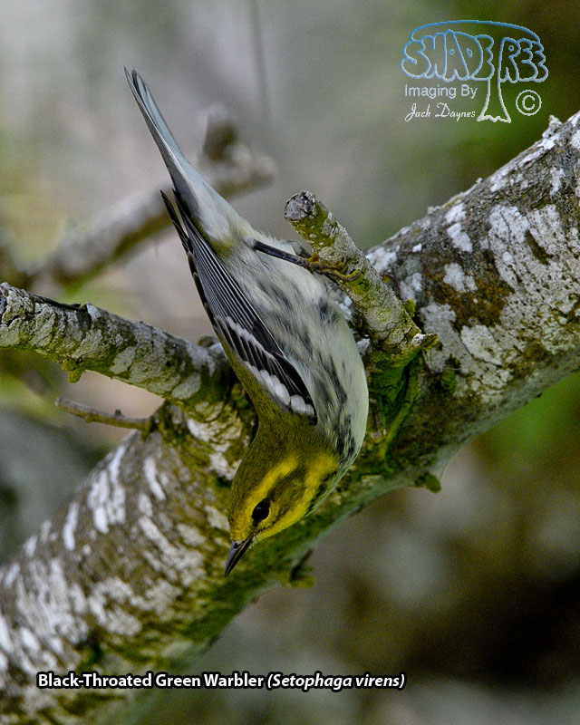 Black-Throated Green Warbler - Setophaga virens