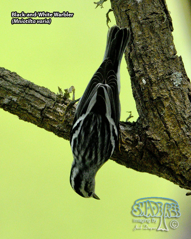 Black-and-White Warbler - Mniotilta varia