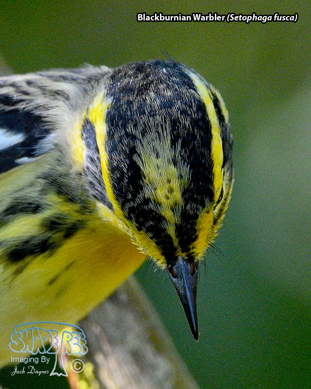 Blackburnian Warbler - Setophaga fusca