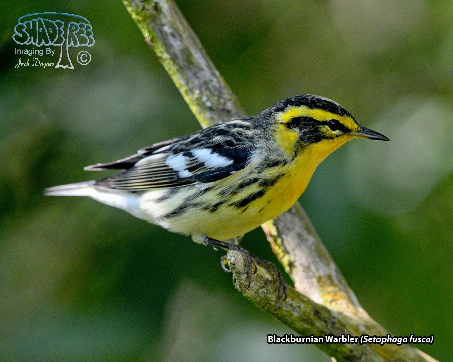 Blackburnian Warbler - Setophaga fusca