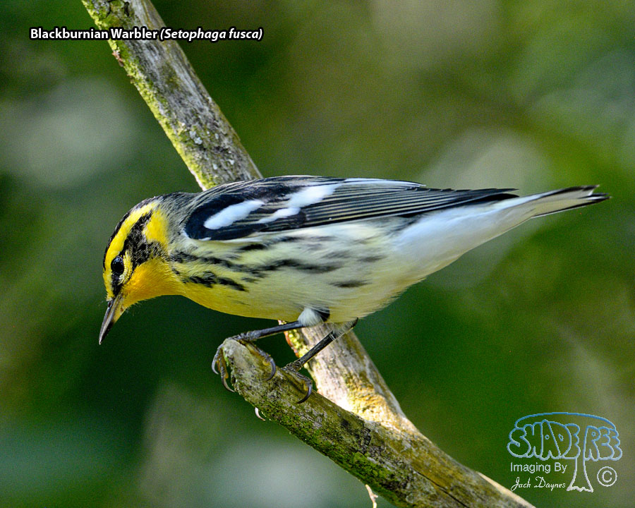 Blackburnian Warbler - Setophaga fusca