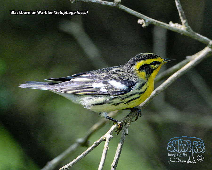 Blackburnian Warbler - Setophaga fusca