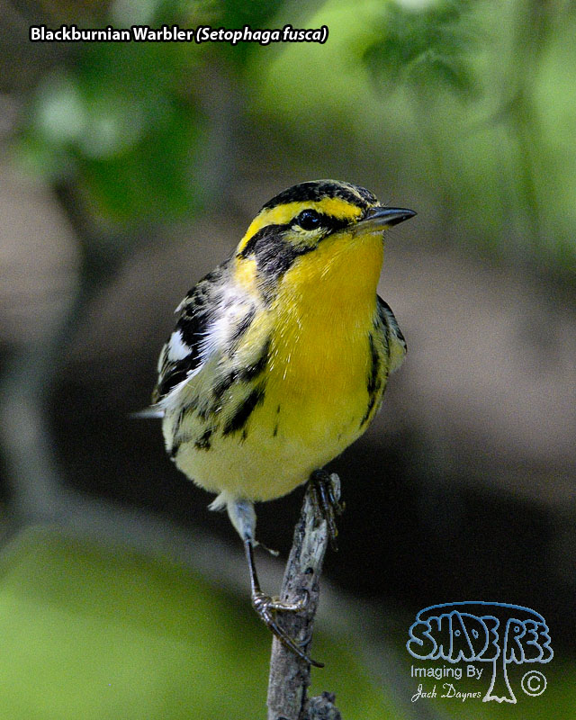 Blackburnian Warbler - Setophaga fusca