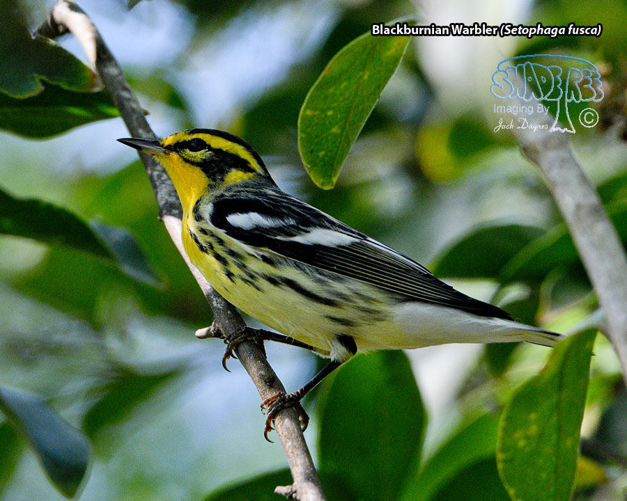 Blackburnian Warbler - Setophaga fusca