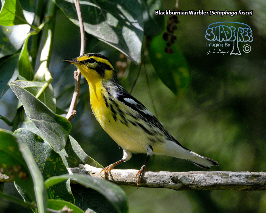 Blackburnian Warbler - Setophaga fusca