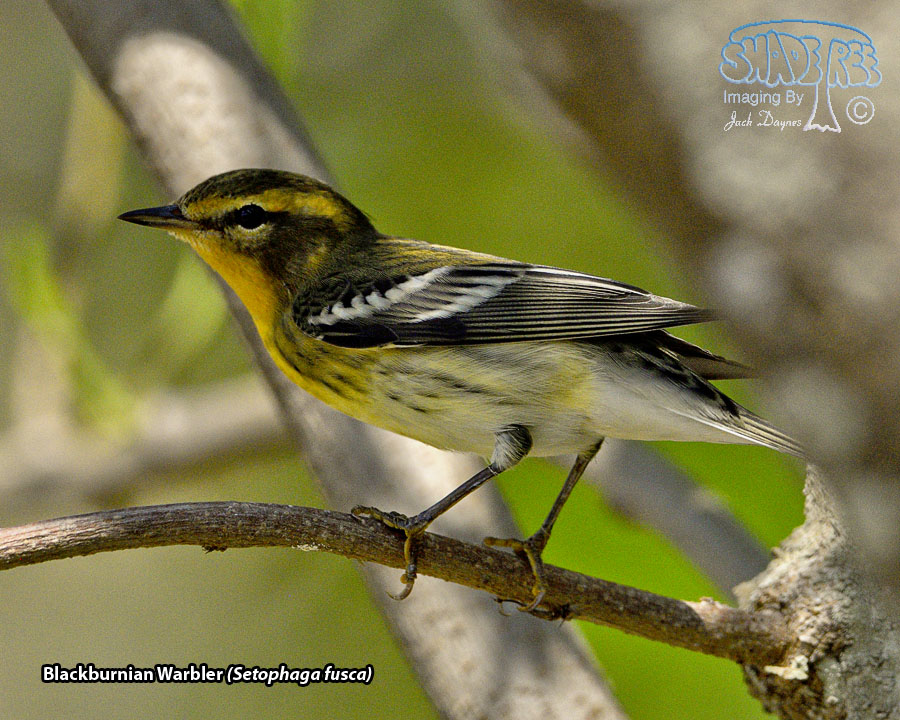 Blackburnian Warbler - Setophaga fusca