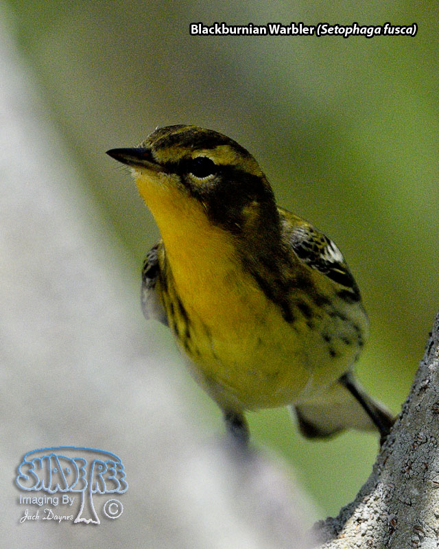 Blackburnian Warbler - Setophaga fusca