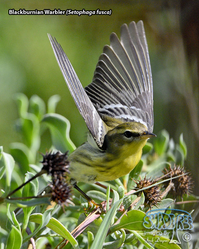 Blackburnian Warbler - Setophaga fusca