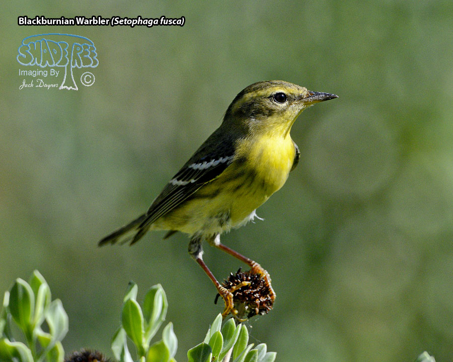 Blackburnian Warbler - Setophaga fusca