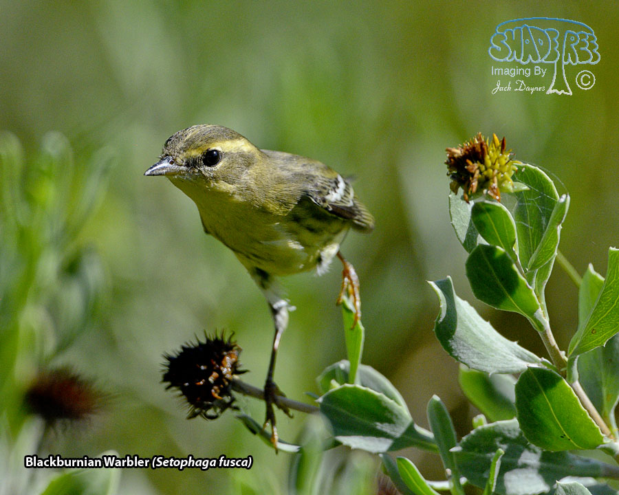 Blackburnian Warbler - Setophaga fusca