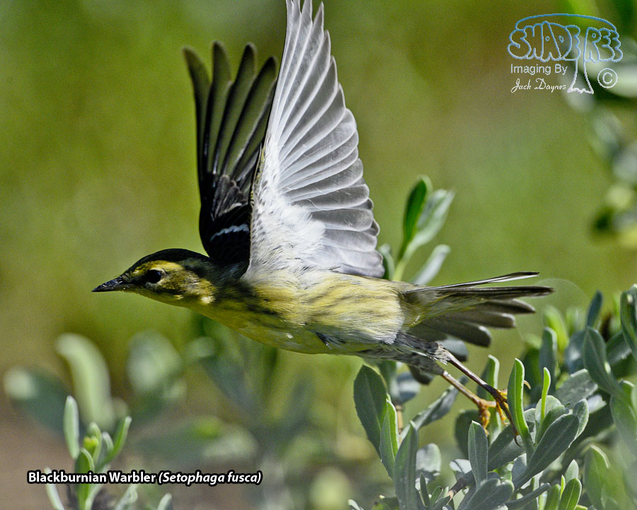 Blackburnian Warbler - Setophaga fusca
