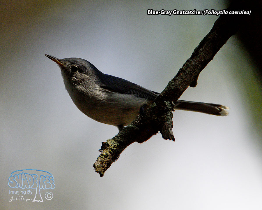 Blue-Gray Gnatcatcher - Polioptila caerulea