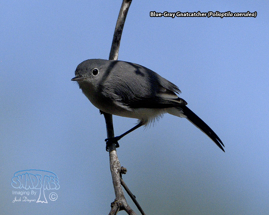 Blue-Gray Gnatcatcher - Polioptila caerulea