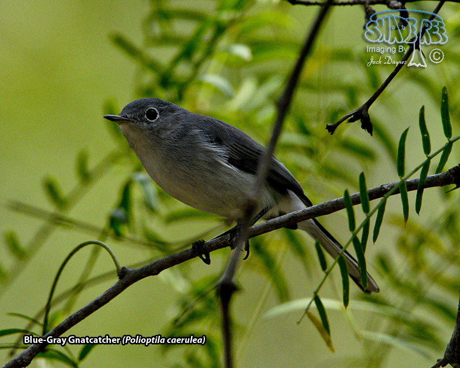 Blue-Gray Gnatcatcher - Polioptila caerulea