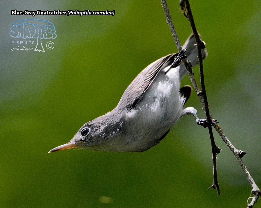 Blue-Gray Gnatcatcher - Polioptila caerulea