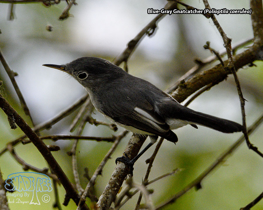 Blue-Gray Gnatcatcher - Polioptila caerulea
