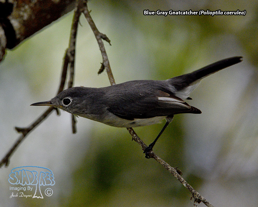 Blue-Gray Gnatcatcher - Polioptila caerulea
