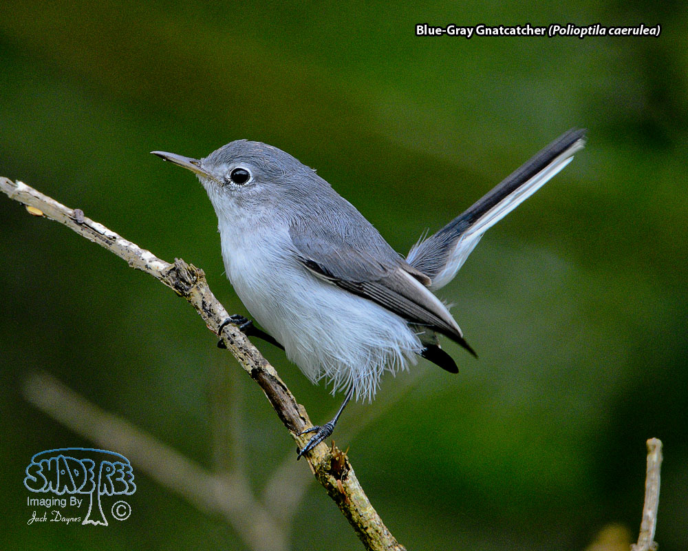 Blue-Gray Gnatcatcher - Polioptila caerulea