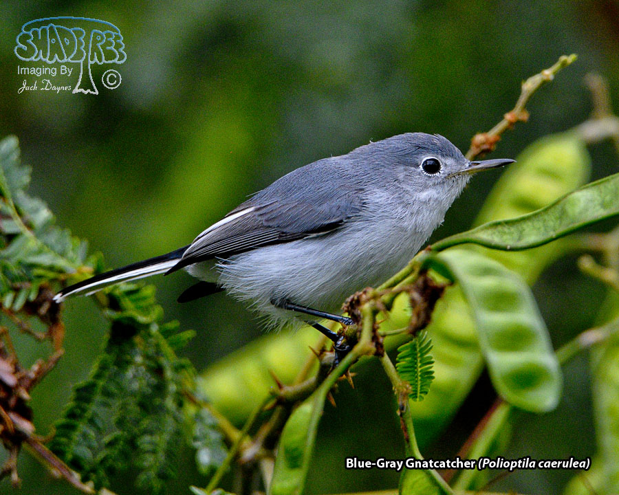 Blue-Gray Gnatcatcher - Polioptila caerulea