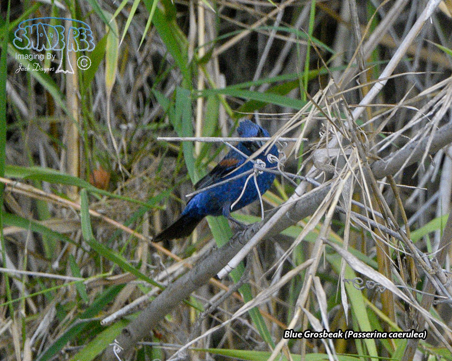 Blue Grosbeak - Passerina caerulea