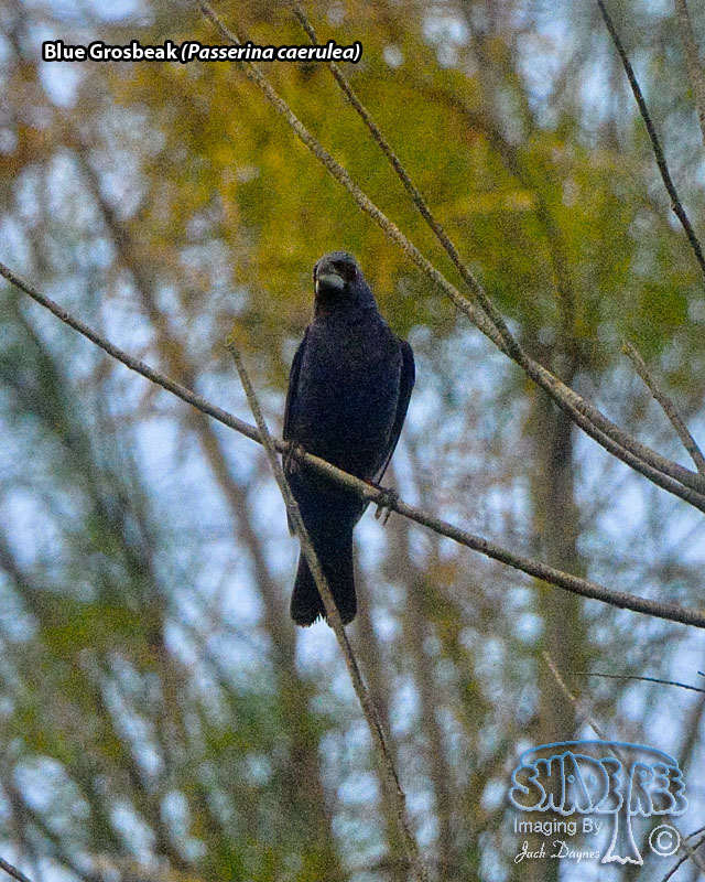Blue Grosbeak - Passerina caerulea