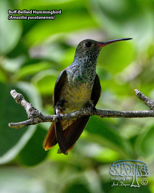 Buff-Bellied Hummingbird - Amazilia yucatanensis