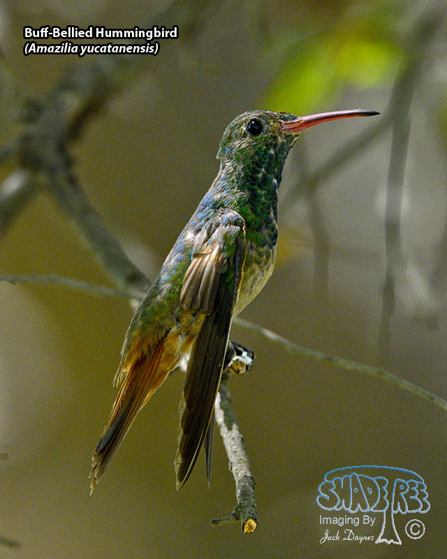 Buff-Bellied Hummingbird - Amazilia yucatanensis