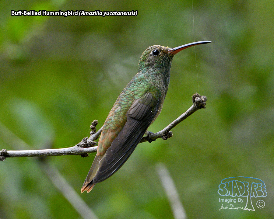 Buff-Bellied Hummingbird - Amazilia yucatanensis