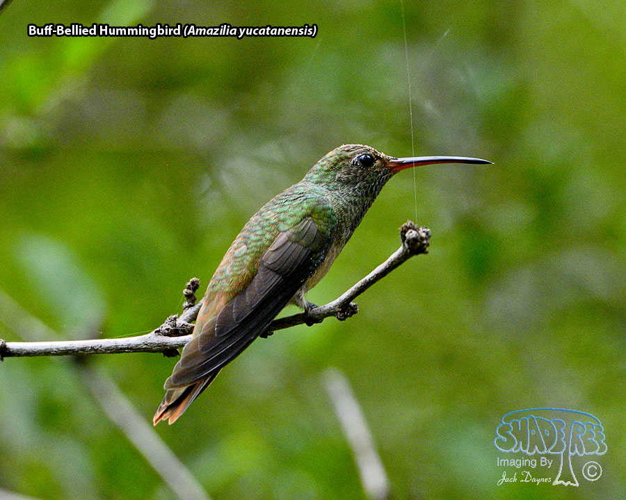 Buff-Bellied Hummingbird - Amazilia yucatanensis
