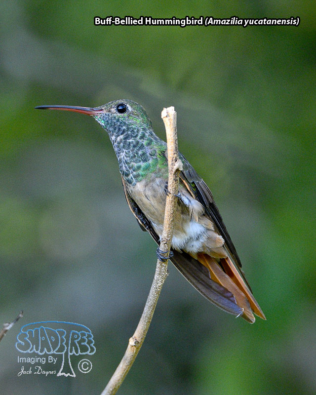 Buff-Bellied Hummingbird - Amazilia yucatanensis
