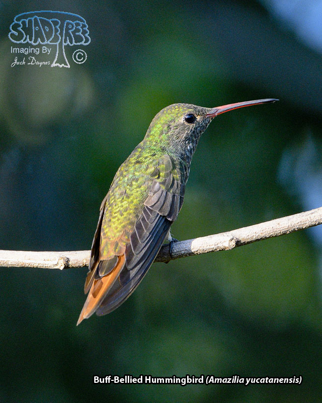 Buff-Bellied Hummingbird - Amazilia yucatanensis
