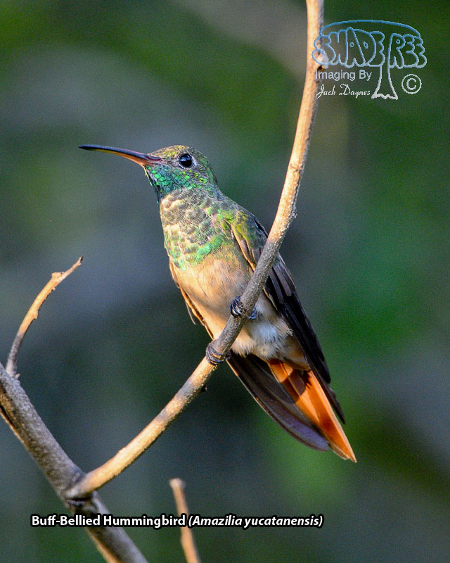 Buff-Bellied Hummingbird - Amazilia yucatanensis