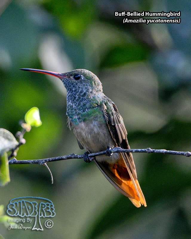 Buff-Bellied Hummingbird - Amazilia yucatanensis