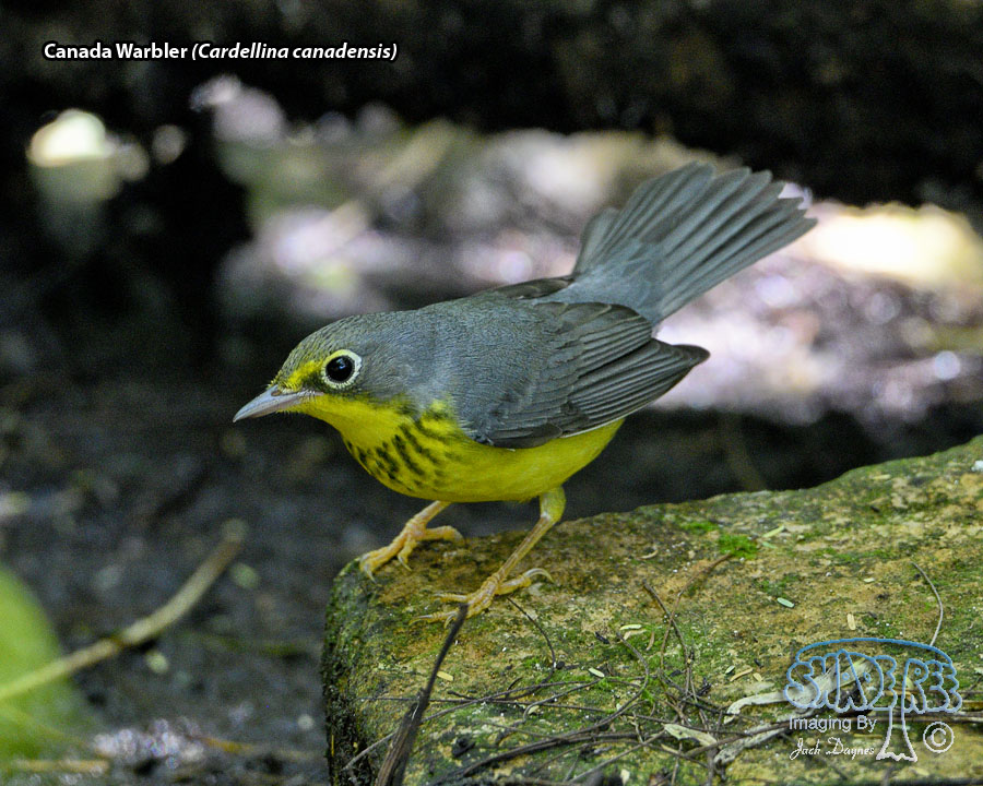 Canada Warbler - Cardellina canadensis