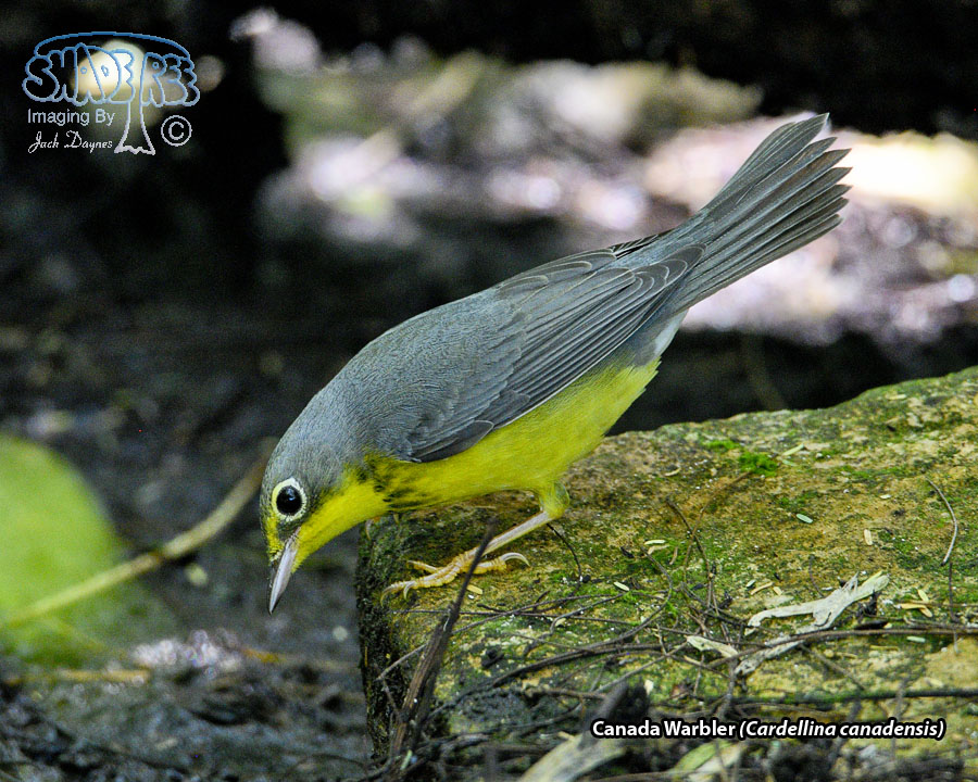 Canada Warbler - Cardellina canadensis