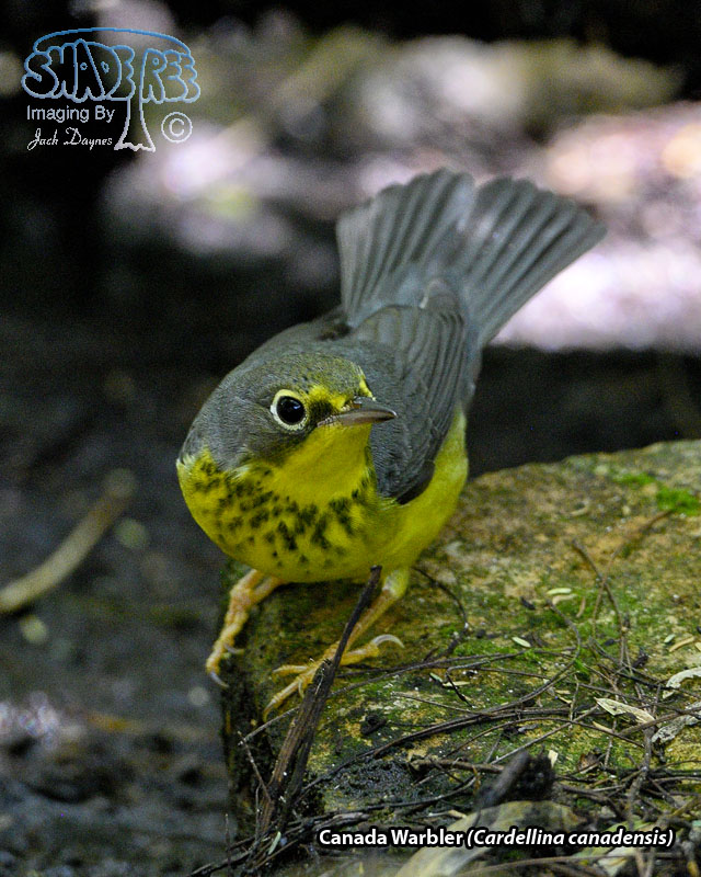 Canada Warbler - Cardellina canadensis