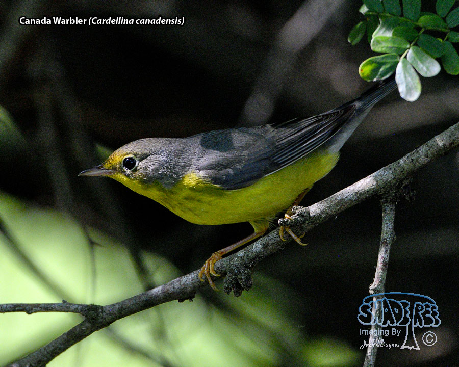 Canada Warbler - Cardellina canadensis