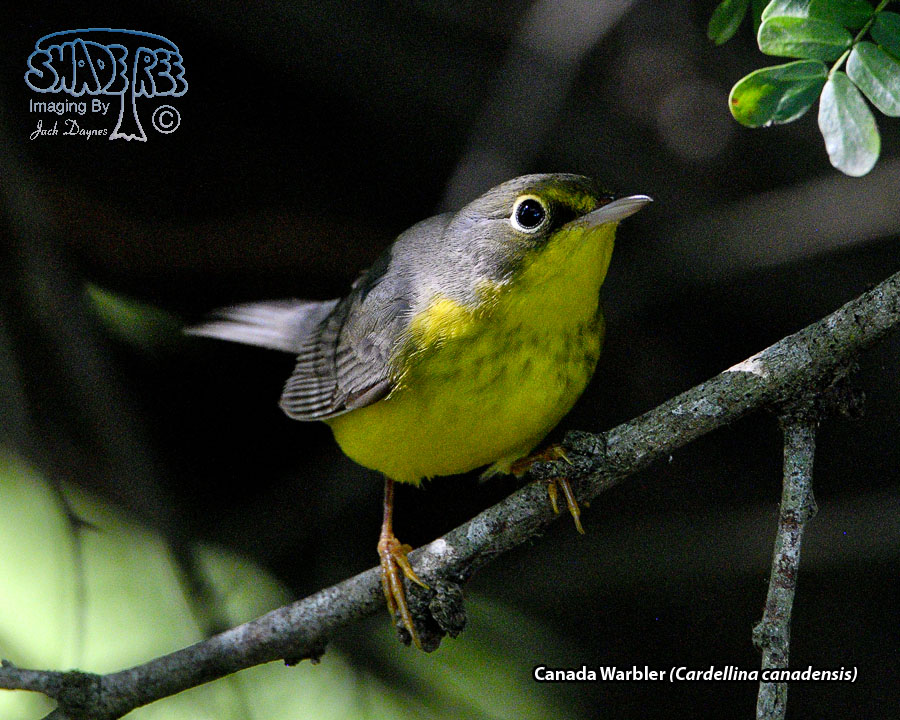 Canada Warbler - Cardellina canadensis