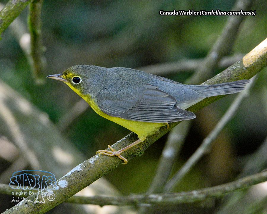 Canada Warbler - Cardellina canadensis