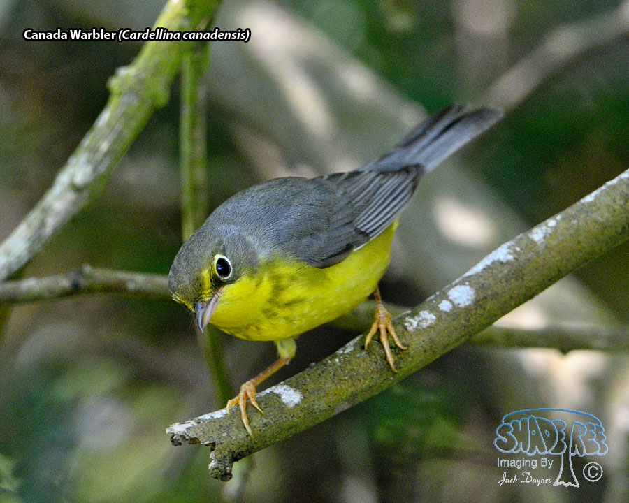 Canada Warbler - Cardellina canadensis