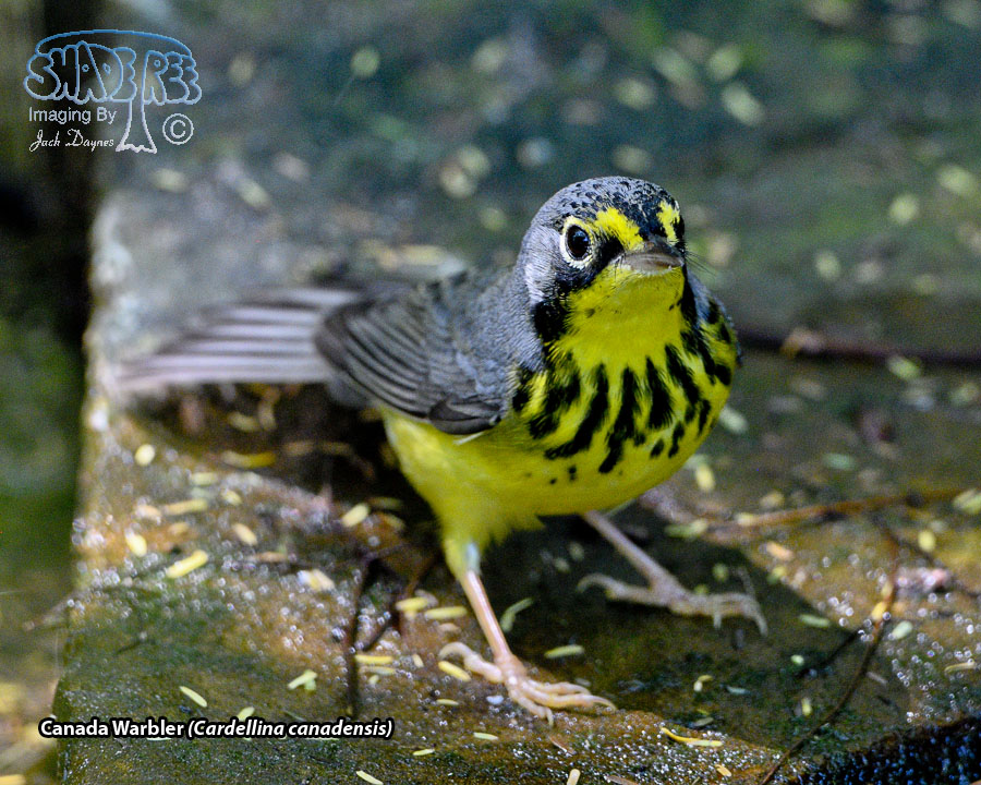 Canada Warbler - Cardellina canadensis