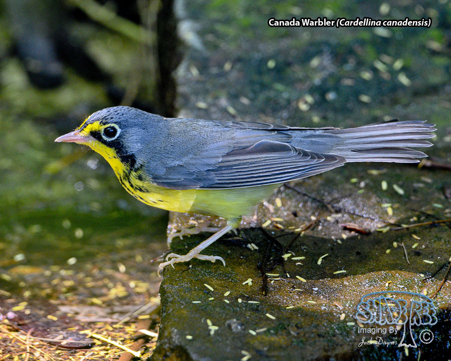 Canada Warbler - Cardellina canadensis