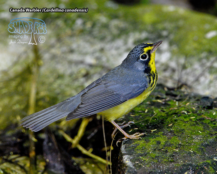 Canada Warbler - Cardellina canadensis
