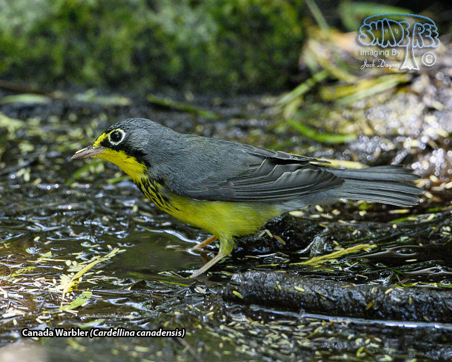 Canada Warbler - Cardellina canadensis