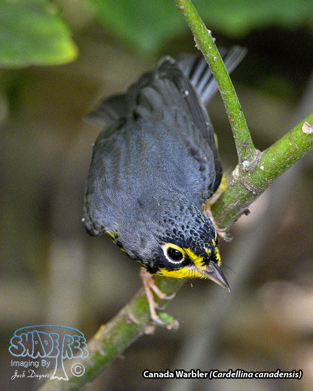 Canada Warbler - Cardellina canadensis
