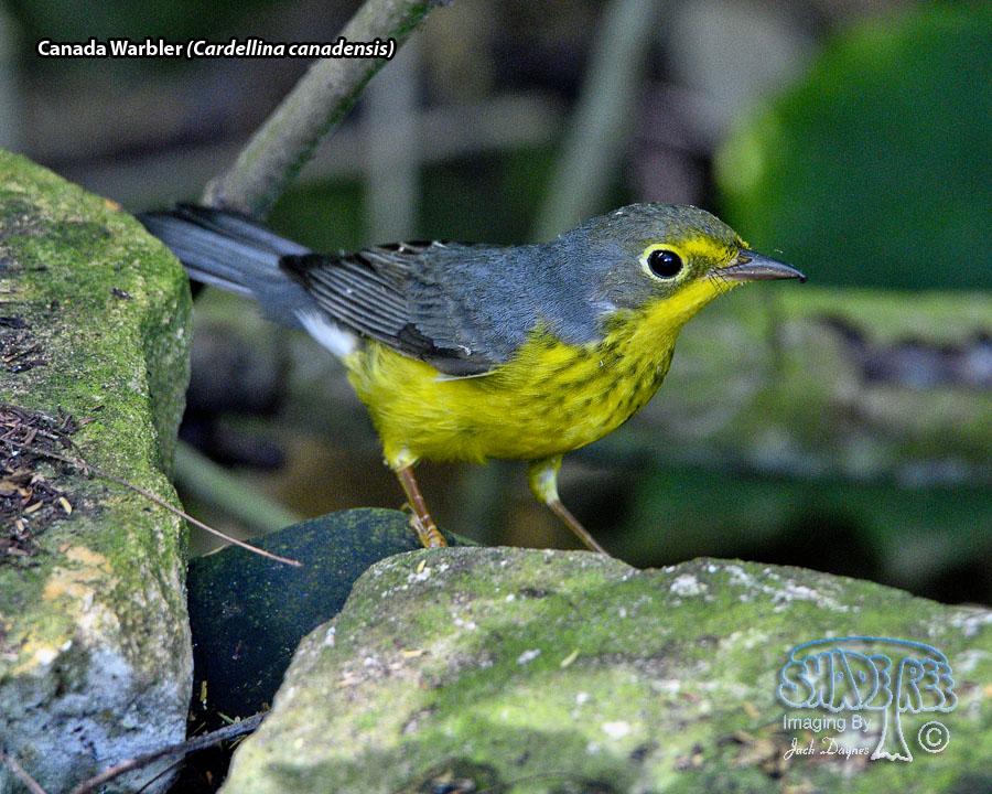 Canada Warbler - Cardellina canadensis