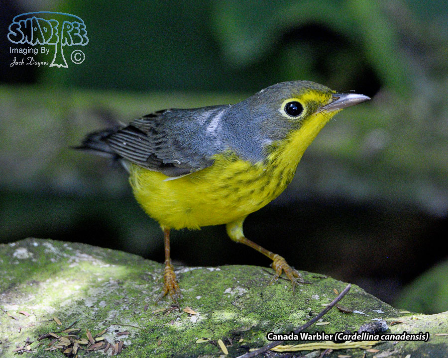 Canada Warbler - Cardellina canadensis