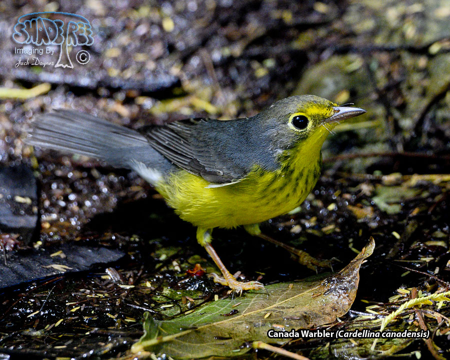 Canada Warbler - Cardellina canadensis