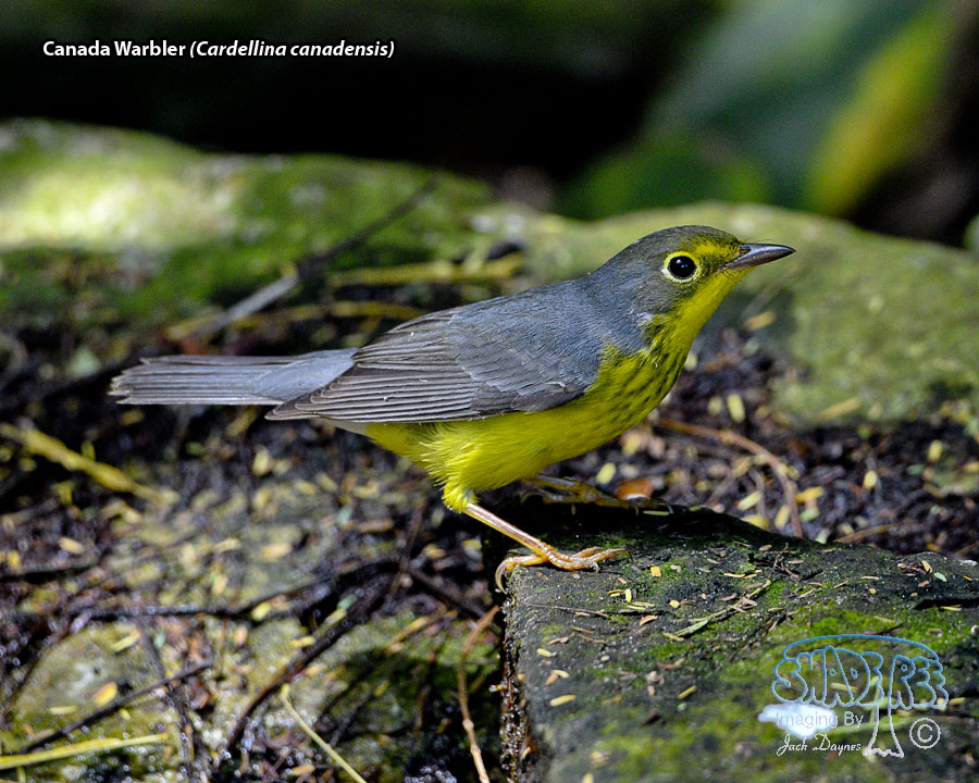 Canada Warbler - Cardellina canadensis